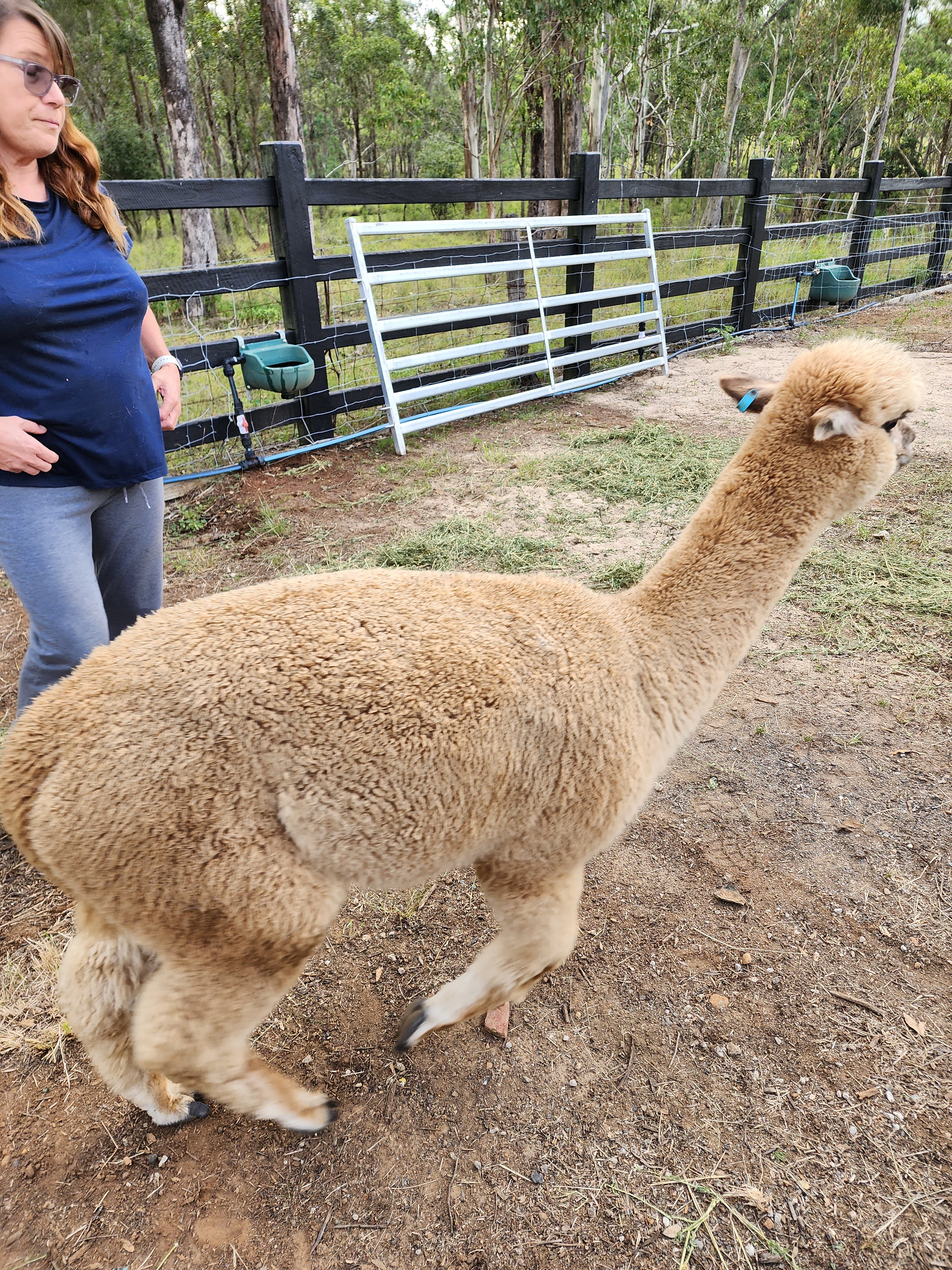 Royal Dragon's Fleece