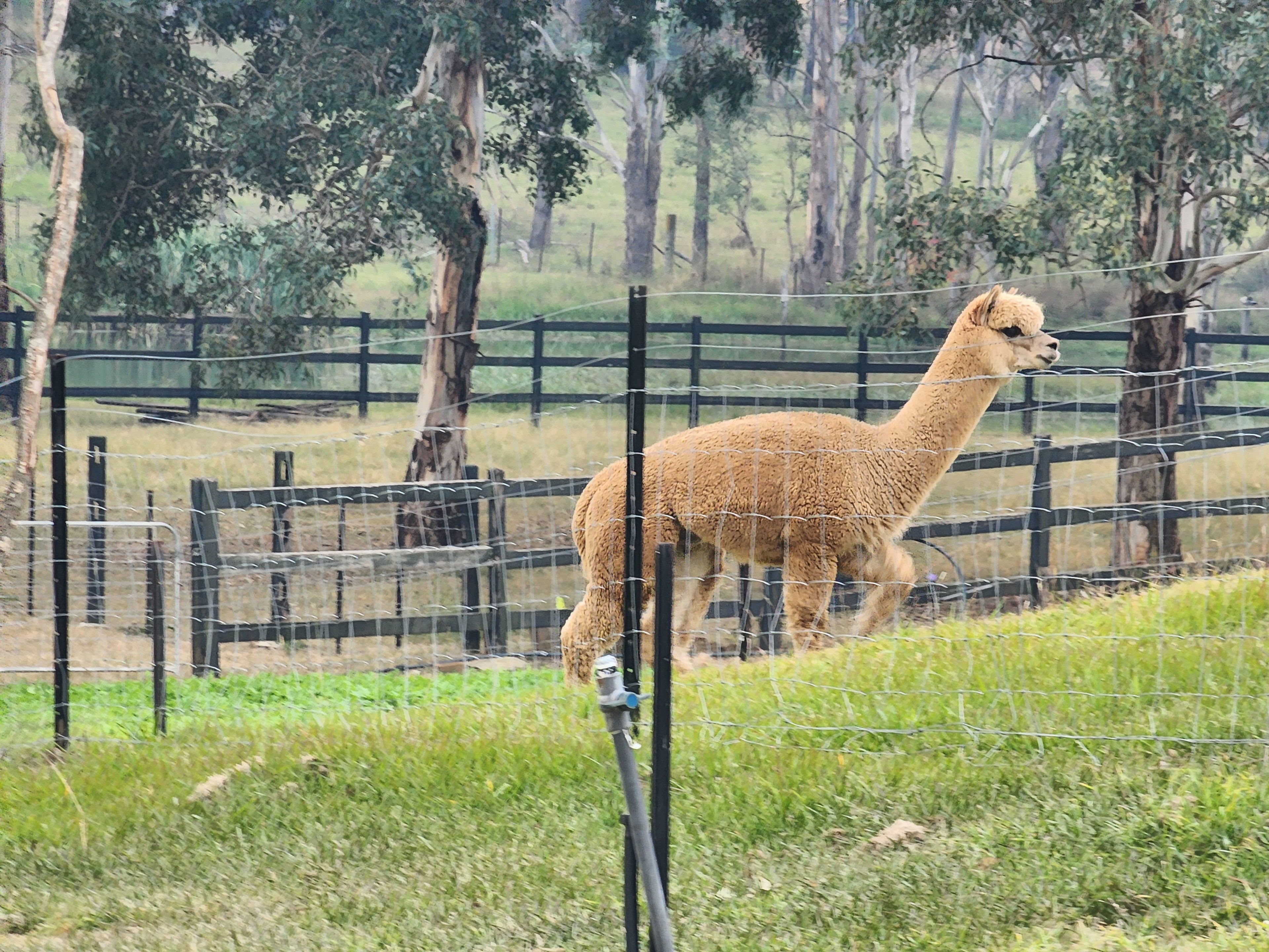 Royal Dragon's Fleece