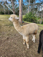 White Knight's Fleece