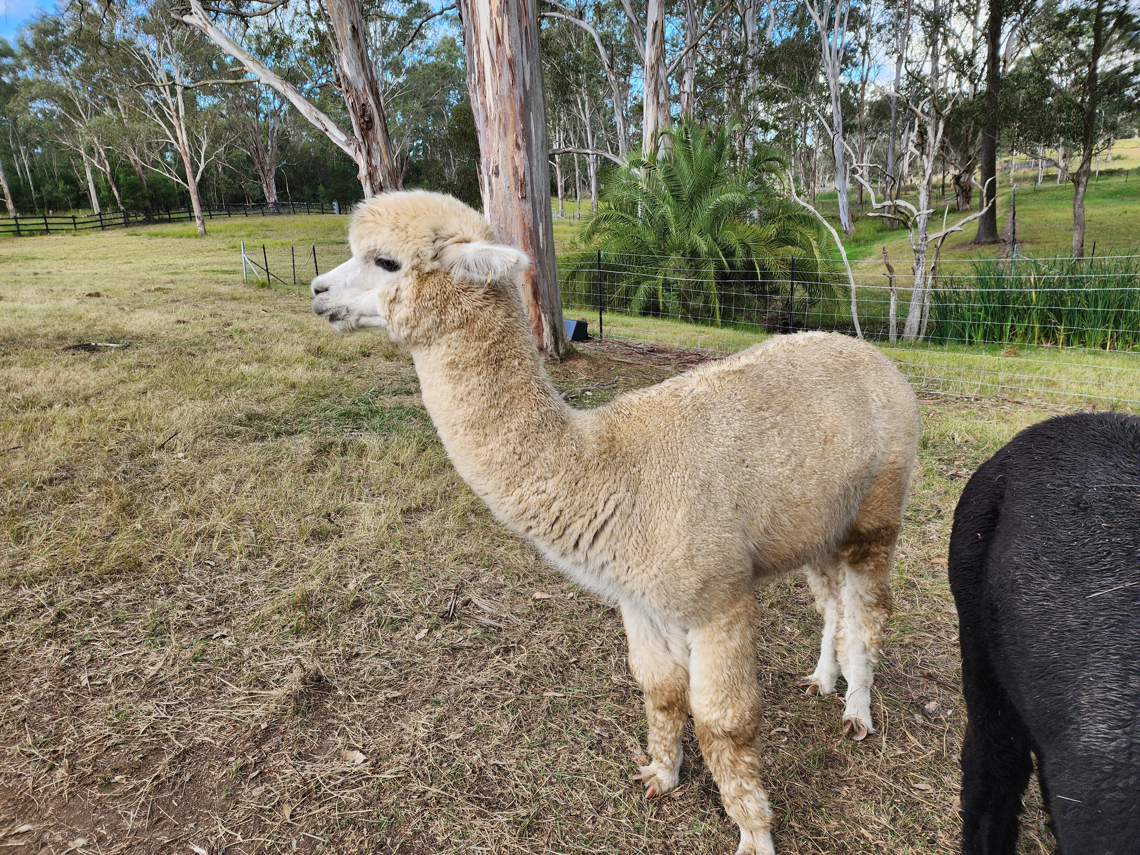 White Knight's Fleece