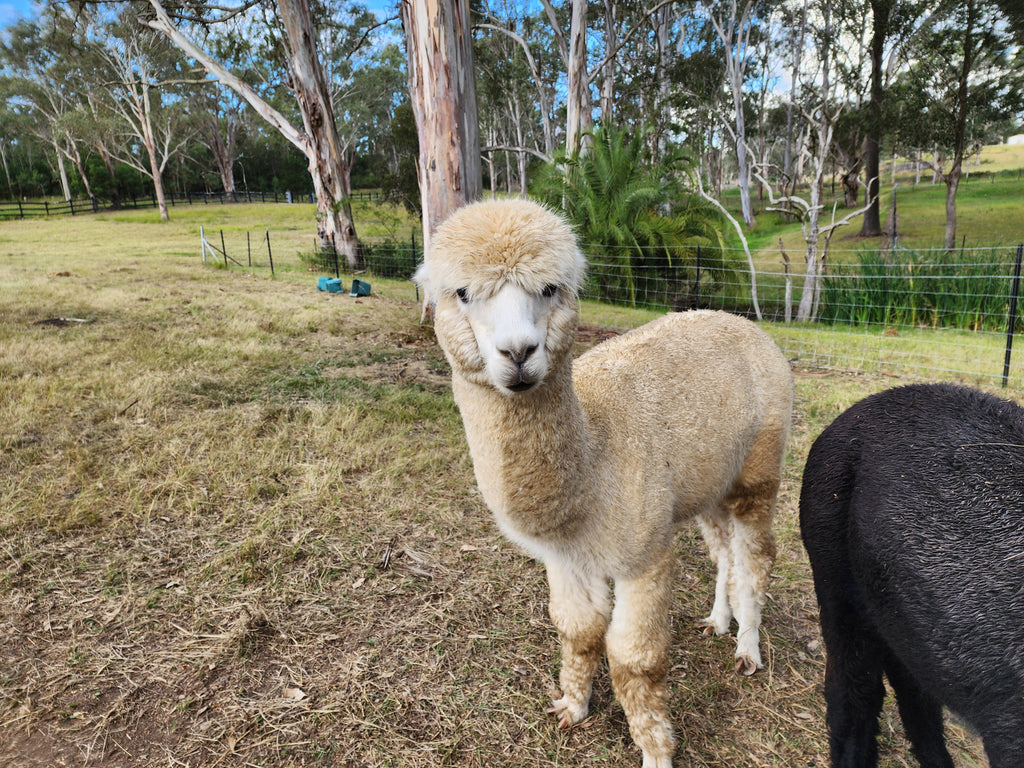 White Knight's Fleece