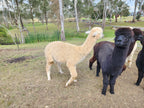 White Knight's Fleece