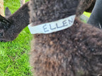 Ellen's Fleece