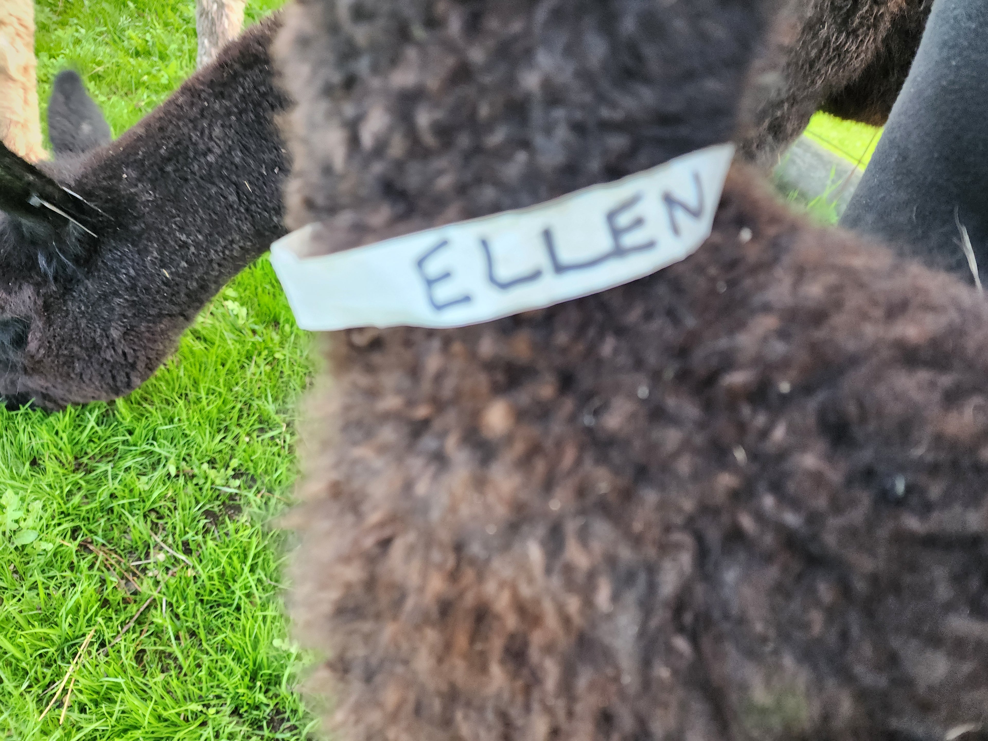 Ellen's Fleece