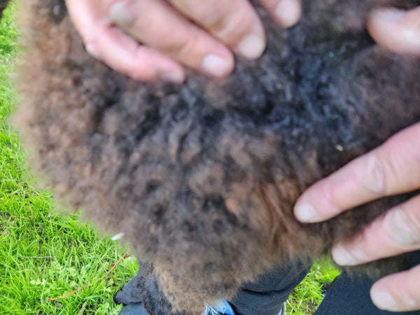 Ellen's Fleece
