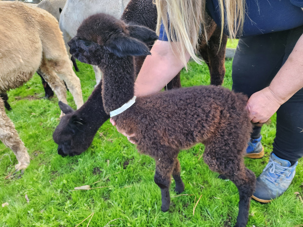 Ellen's Fleece