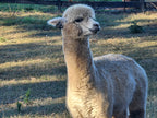 White Knight's Fleece