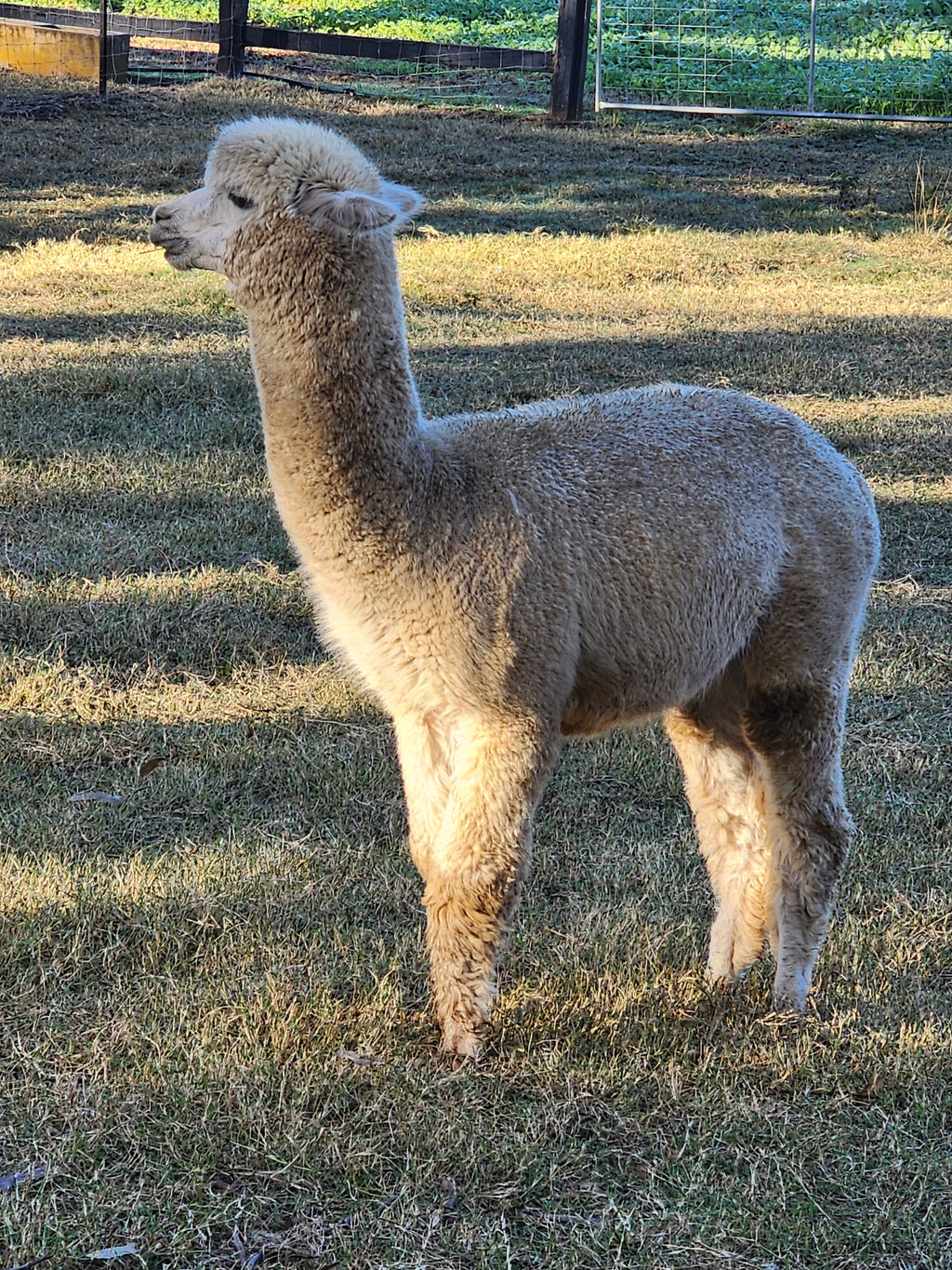 White Knight's Fleece