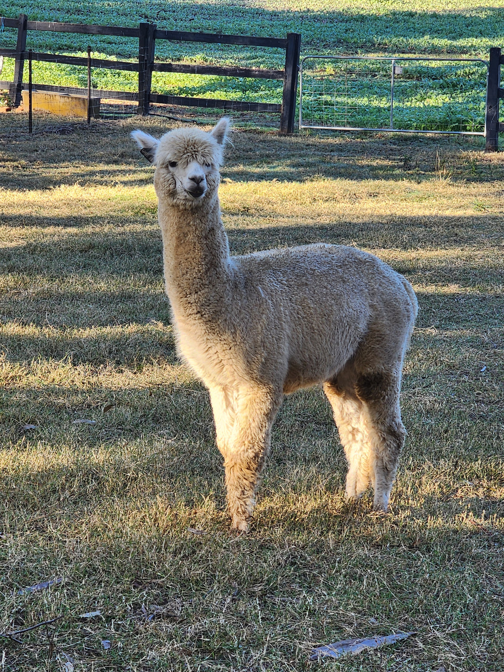 White Knight's Fleece