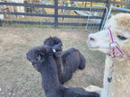 Prince Nari's Fleece
