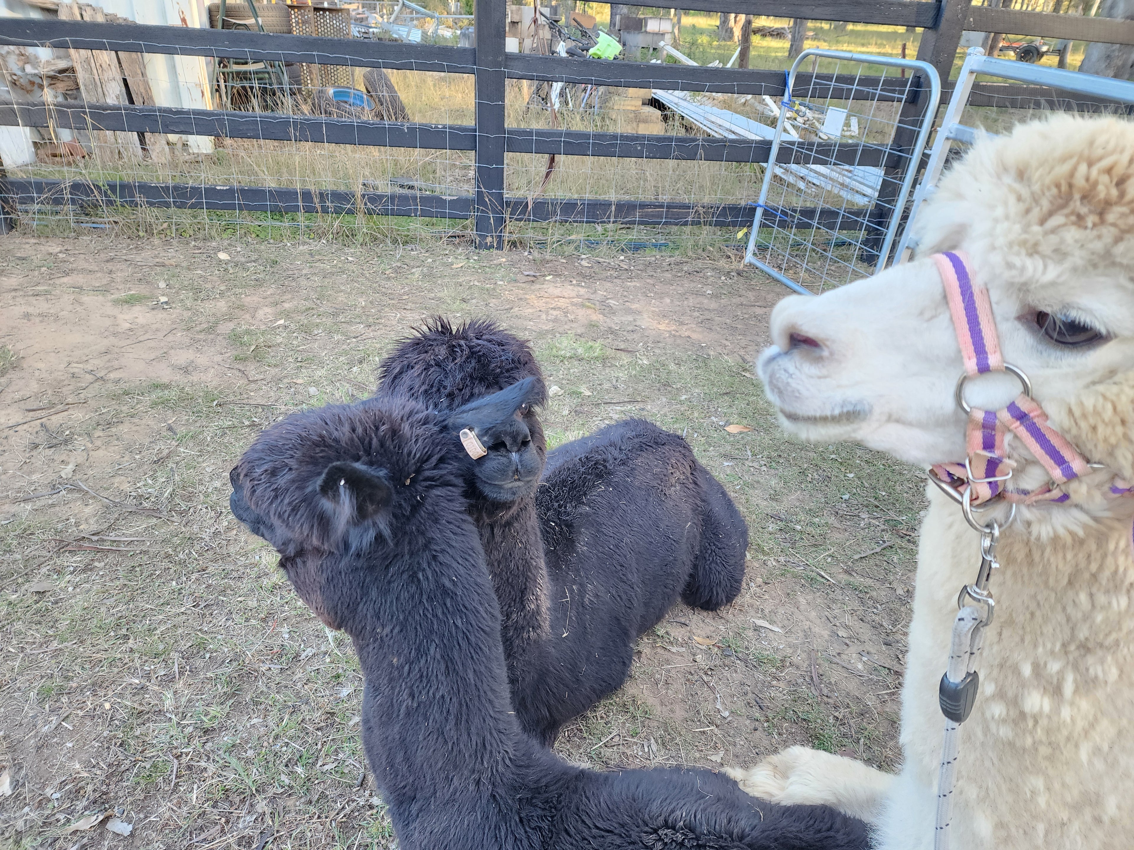 Prince Nari's Fleece