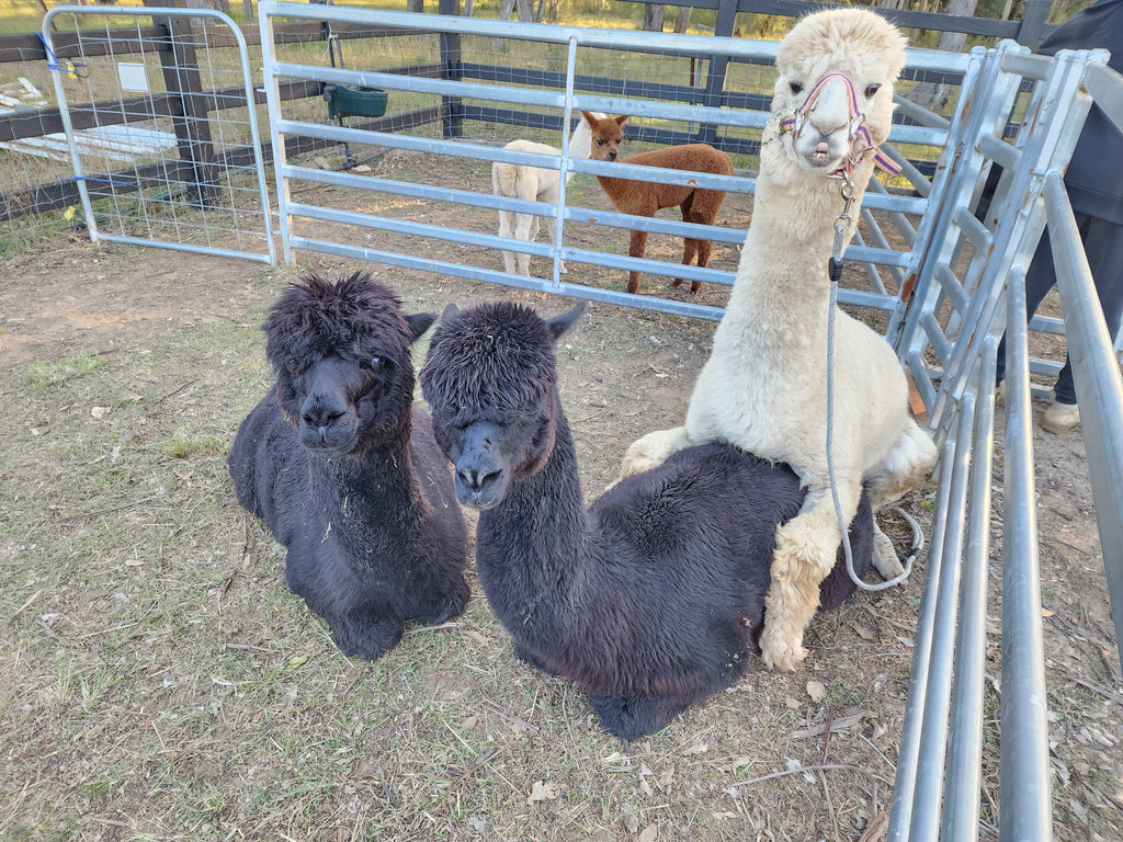 Prince Nari's Fleece