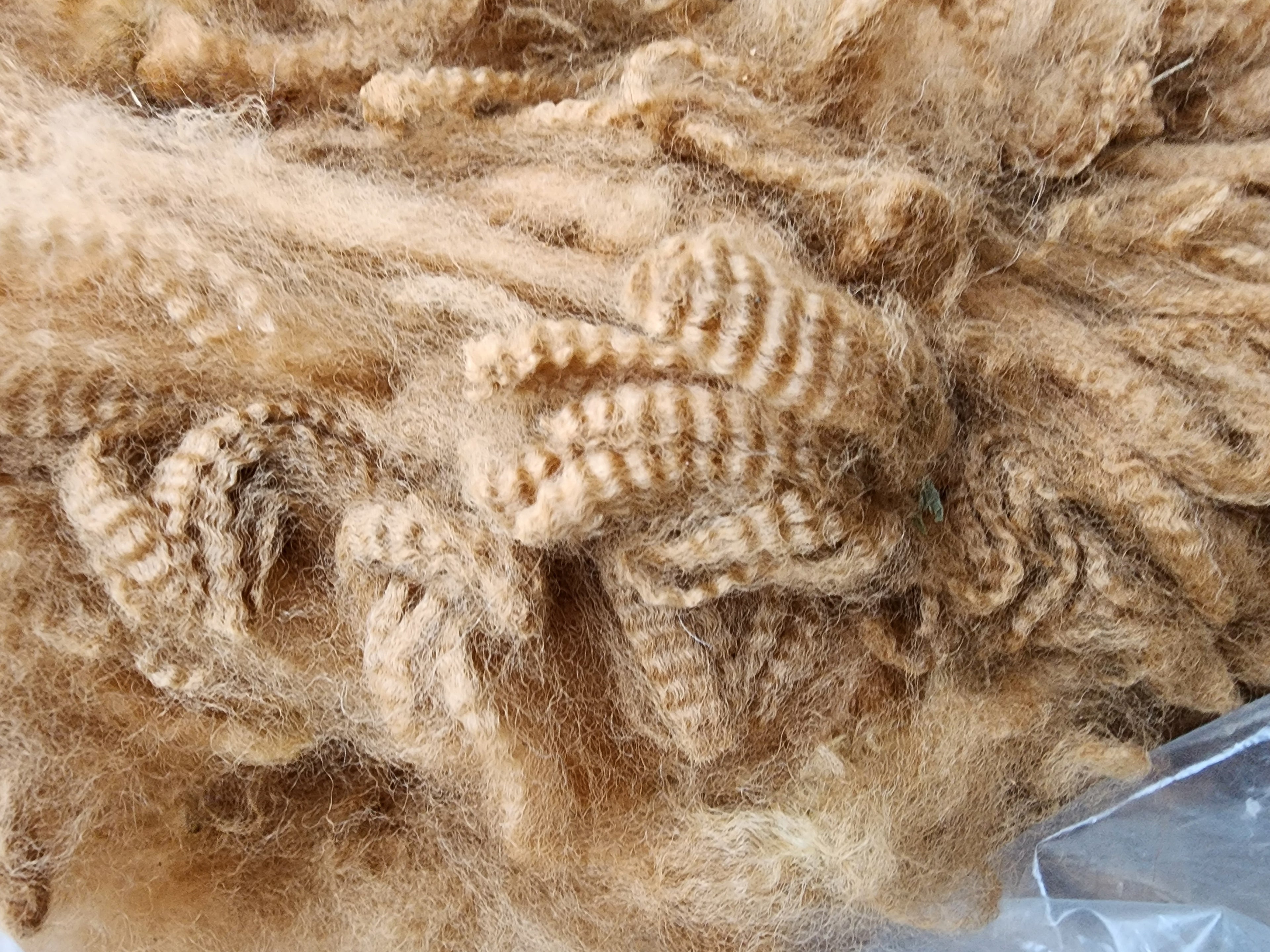 Royal Dragon's Fleece