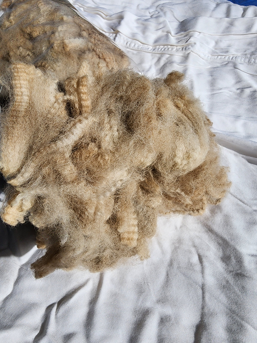 Natural Fawn Alpaca Raw Fleece - 200g