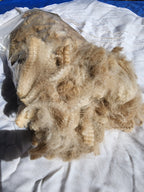 Natural Fawn Alpaca Raw Fleece - 200g