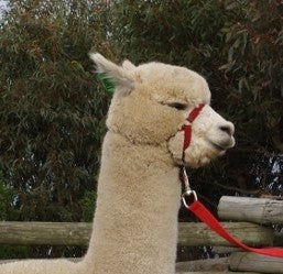 Prince Nari's Fleece