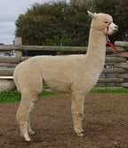 Prince Nari's Fleece