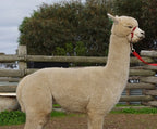 Prince Nari's Fleece