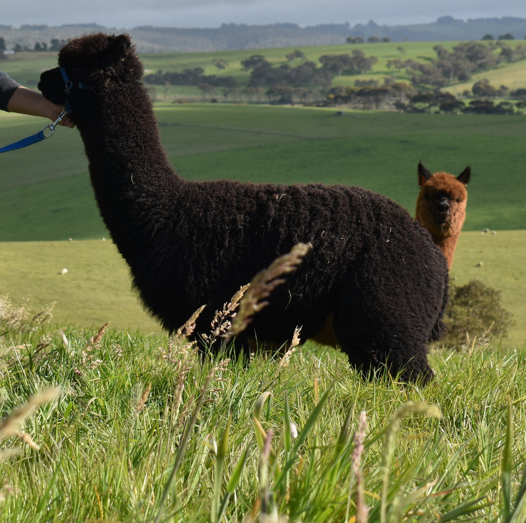 Wazir Fleece