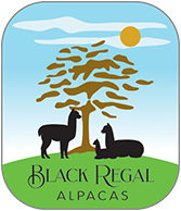 Black Regal Alpacas