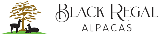 Black Regal Alpacas