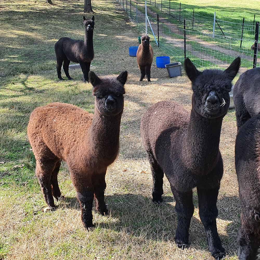 Black Regal Alpacas